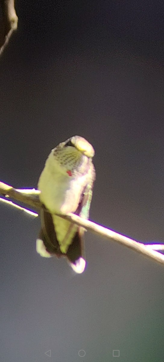 Ruby-throated Hummingbird - ML645672724