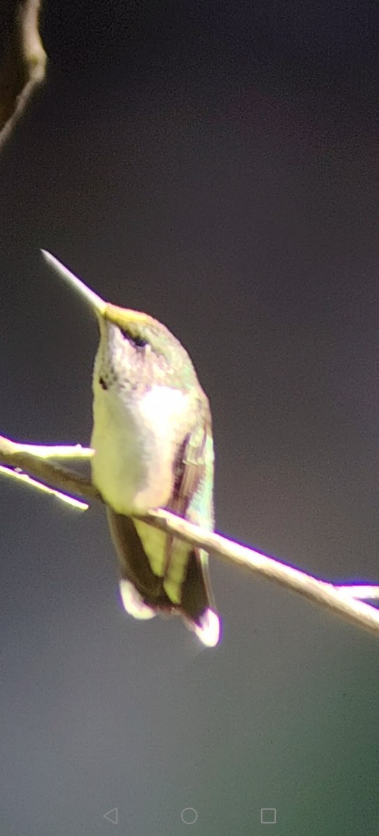 Ruby-throated Hummingbird - ML645672725