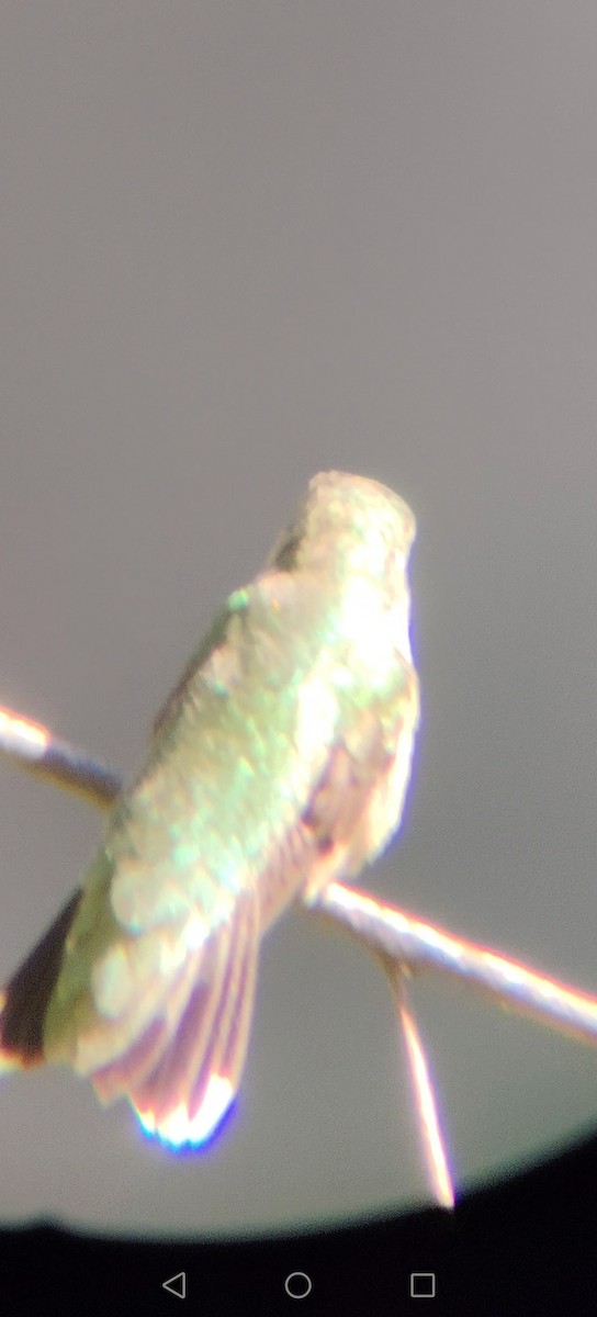 Ruby-throated Hummingbird - ML645672726