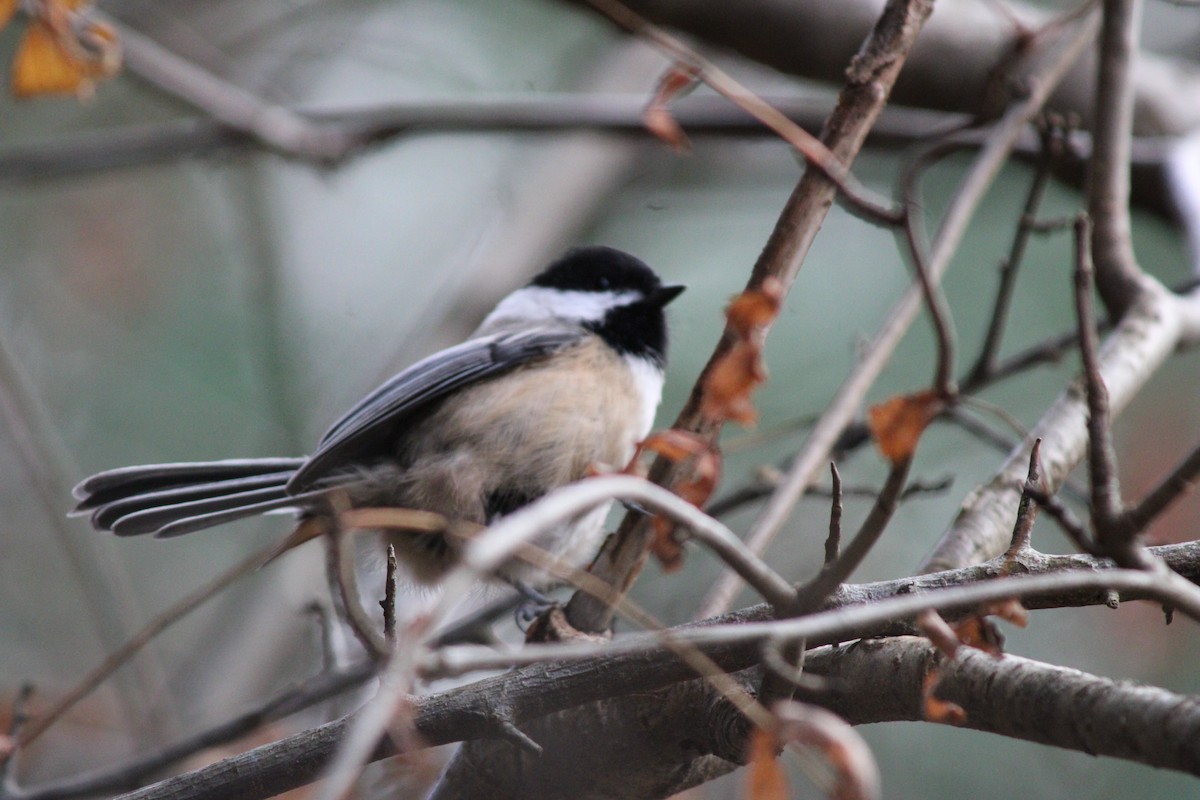 Carbonero Cabecinegro - ML645672730