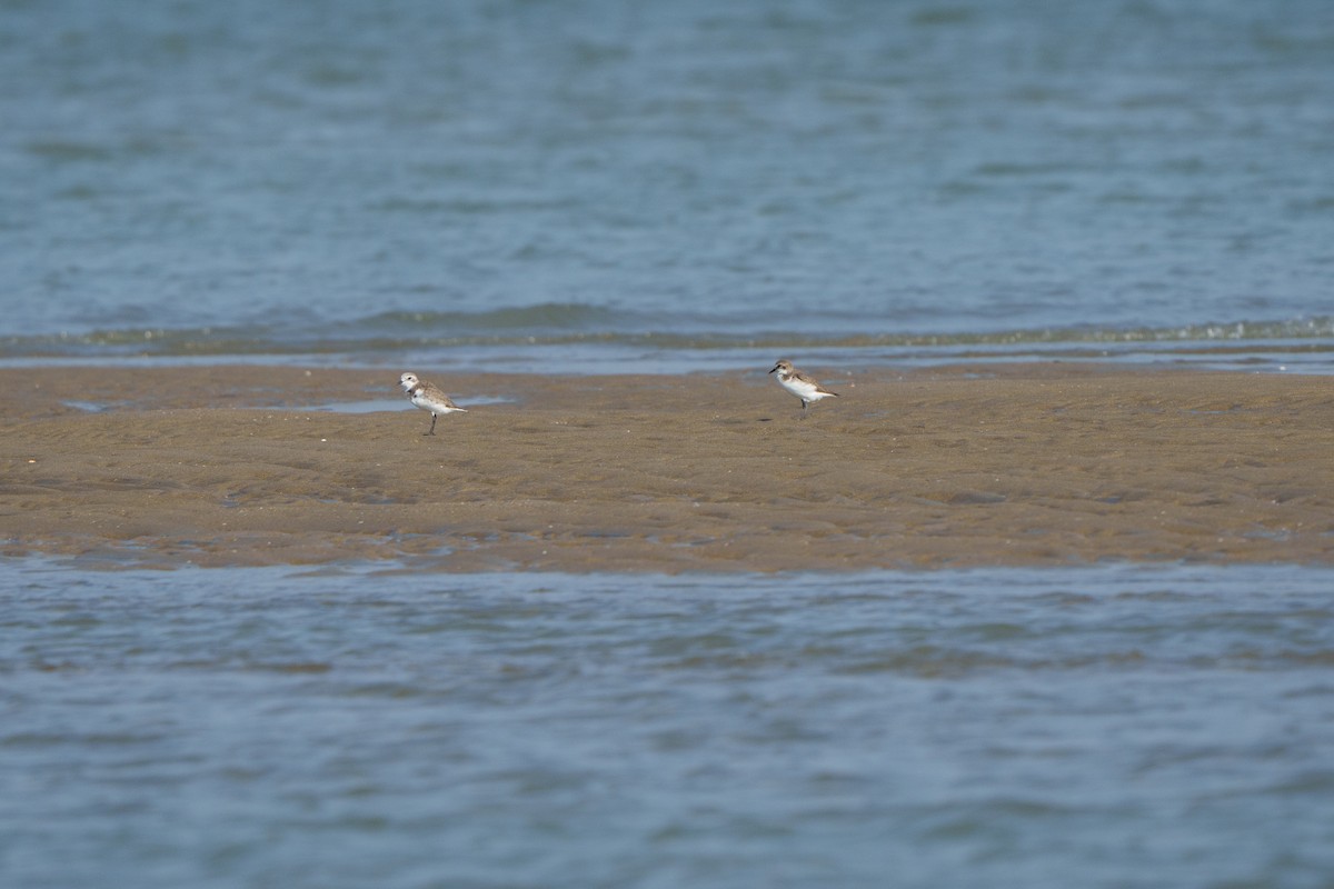 Tibetan Sand-Plover - ML645672732