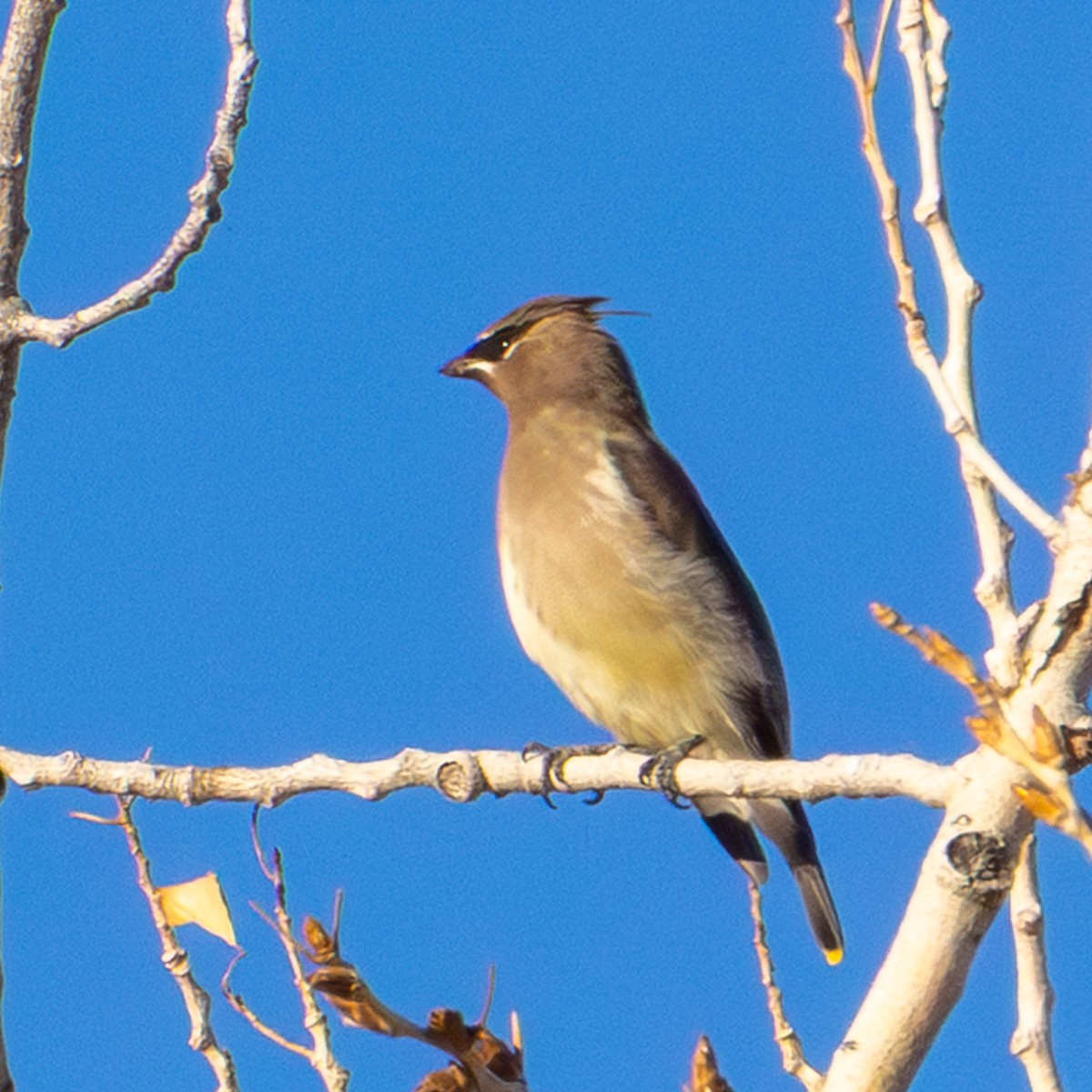 Jaseur d'Amérique - ML645672734