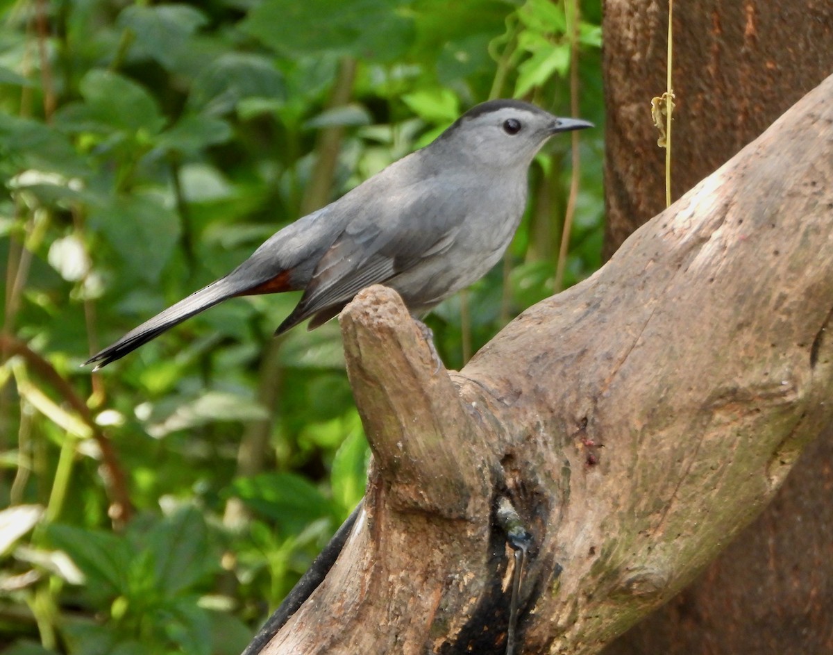 Gray Catbird - ML645672735