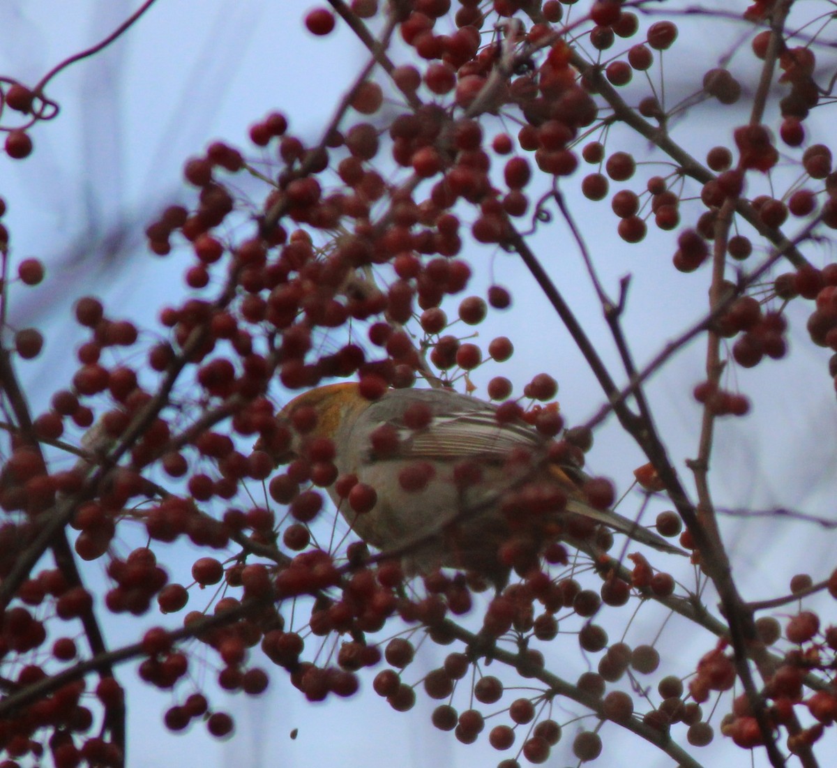 Pinu-gailupa - ML645672737