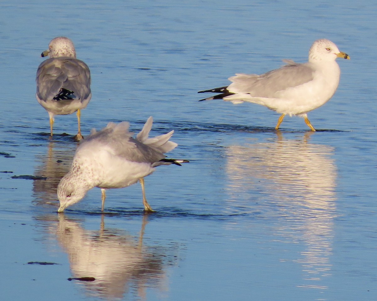 Ring-billed Gull - ML645672738