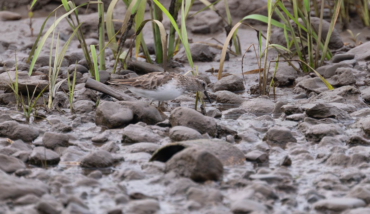 Least Sandpiper - ML645672739