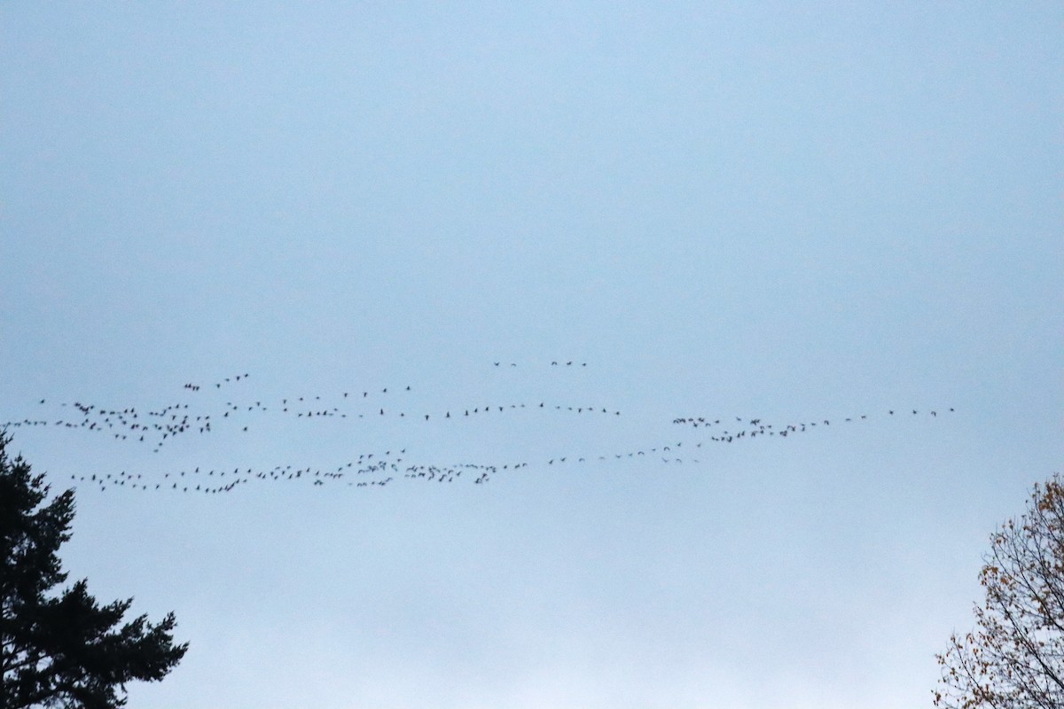 小加拿大雁 - ML645672745