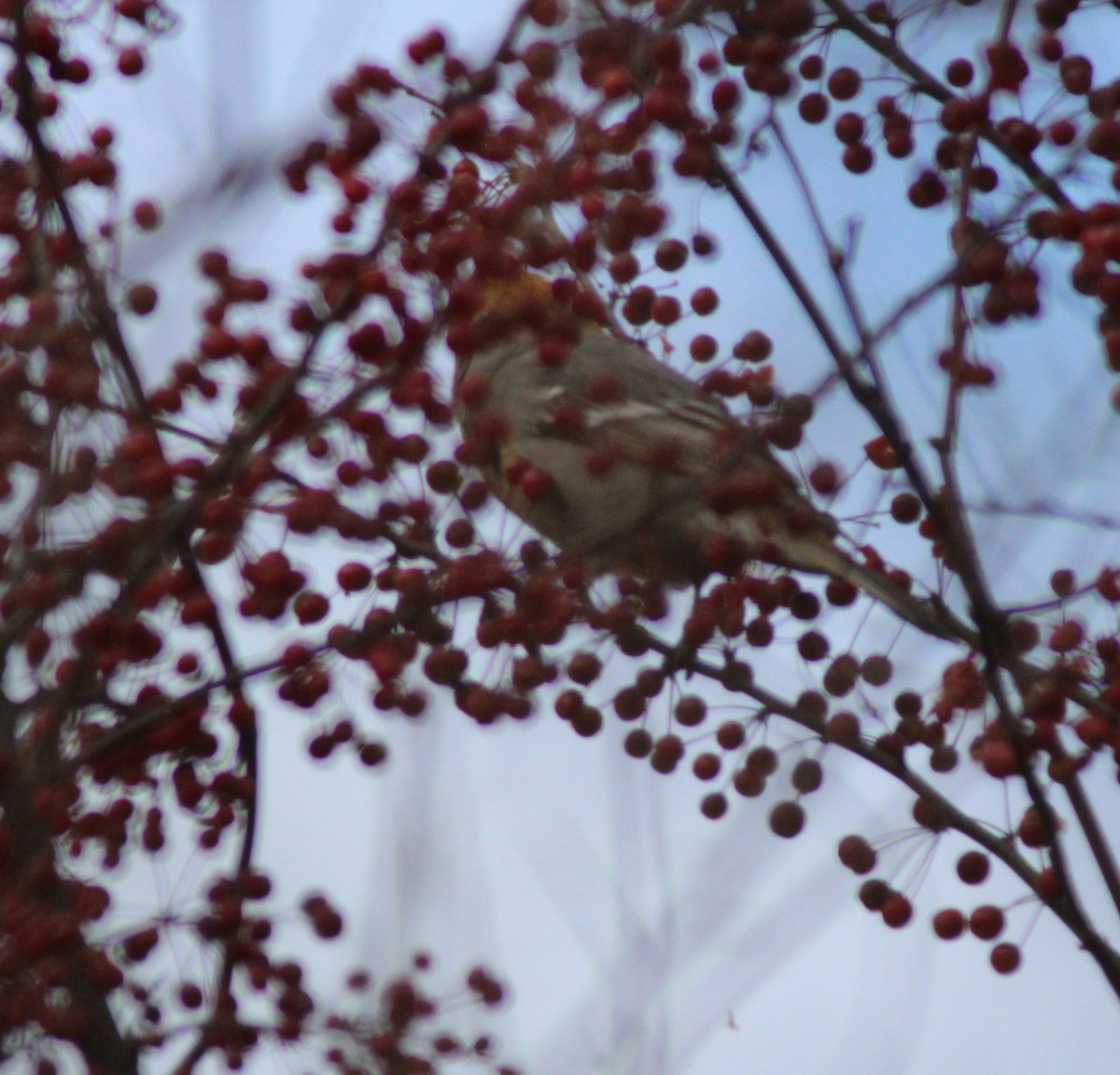 Pinu-gailupa - ML645672747