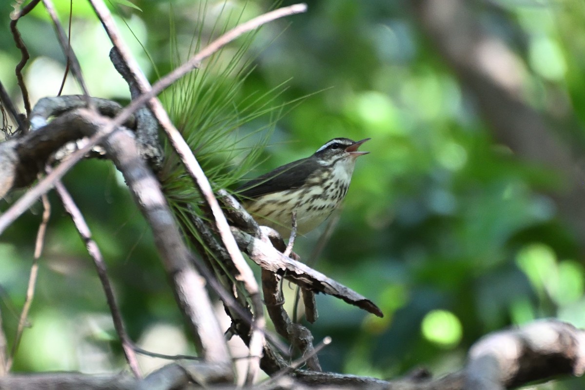 Louisiana Waterthrush - ML645672748