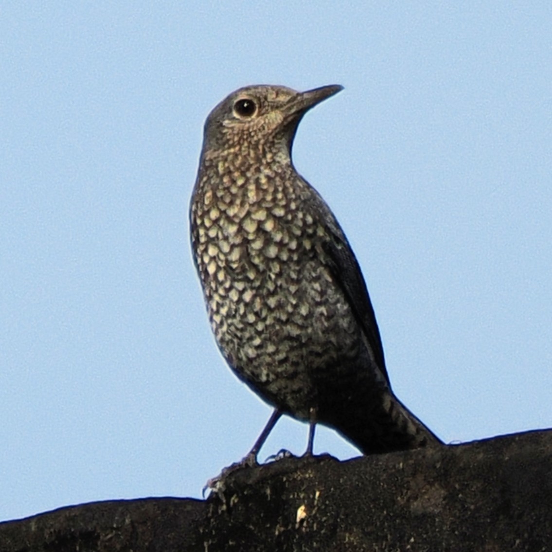 藍磯鶇 - ML645672749