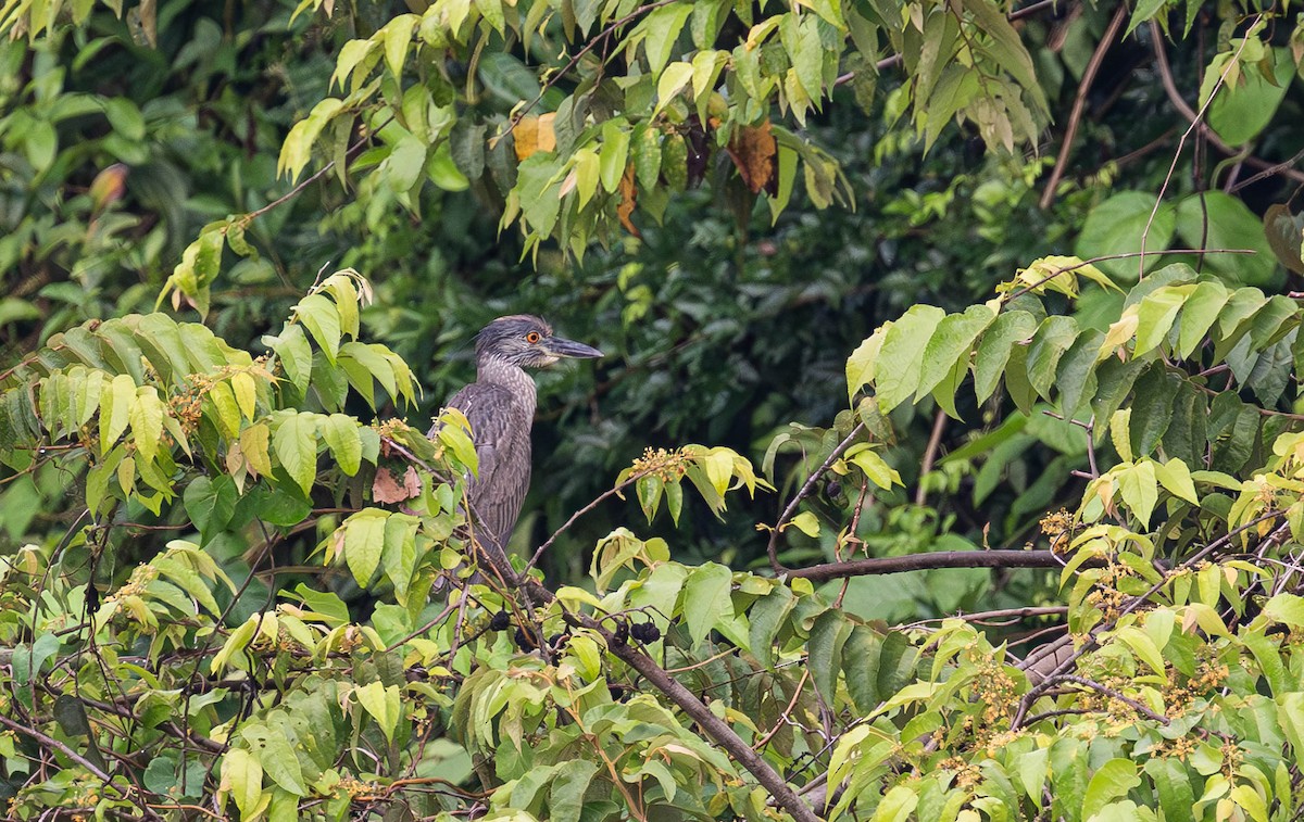 Sarı Tepeli Gece Balıkçılı - ML645672751