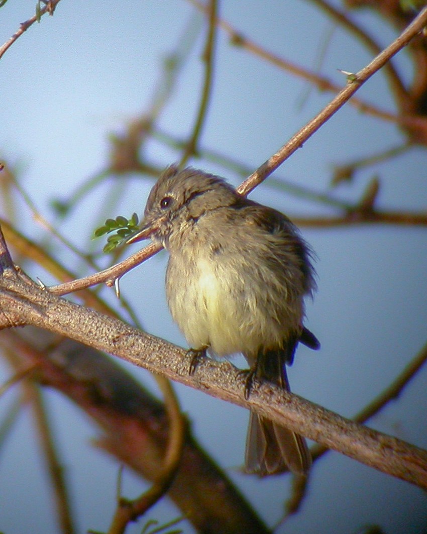 Dusky Flycatcher - ML645672762