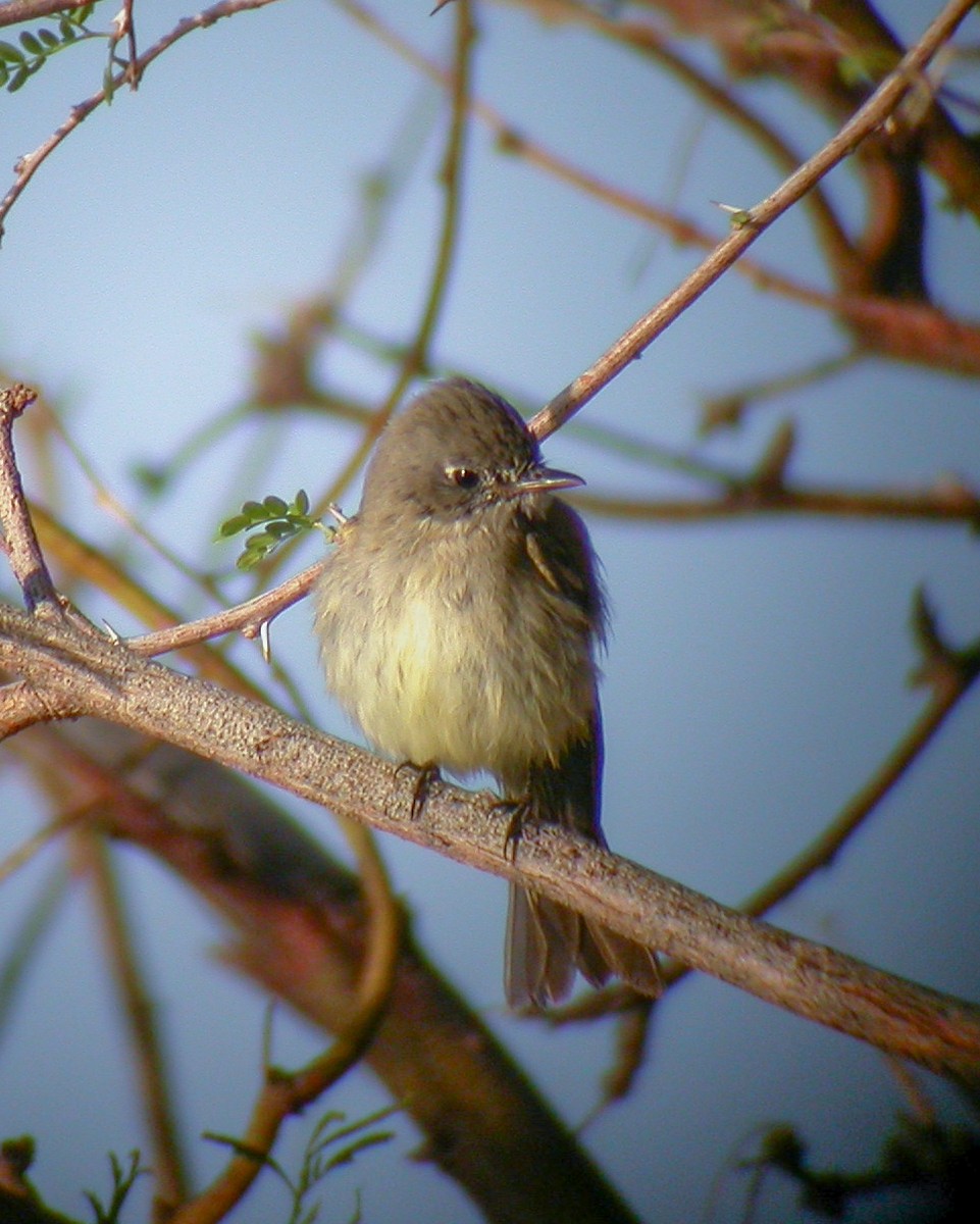 Dusky Flycatcher - ML645672763
