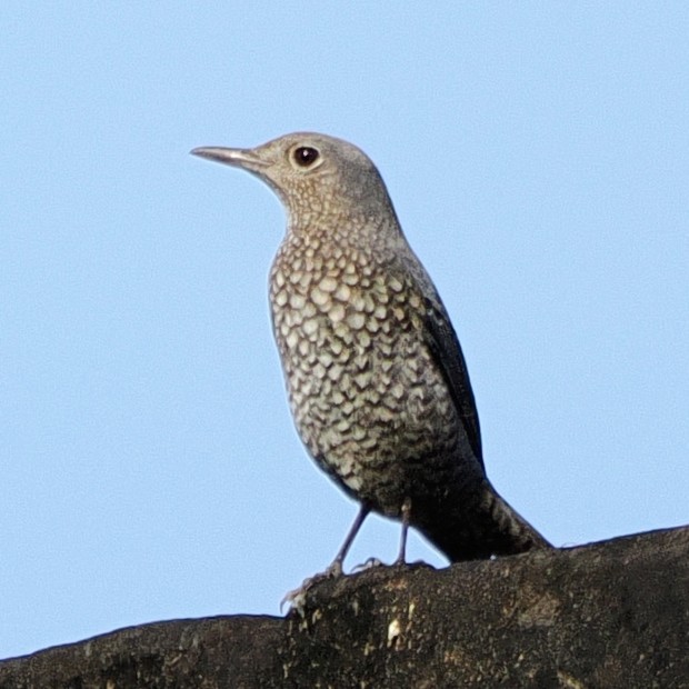 藍磯鶇 - ML645672765