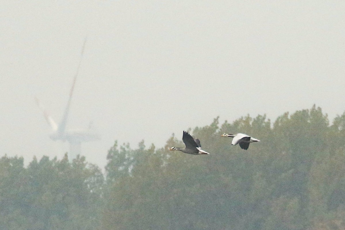 Oie à tête barrée - ML645672773