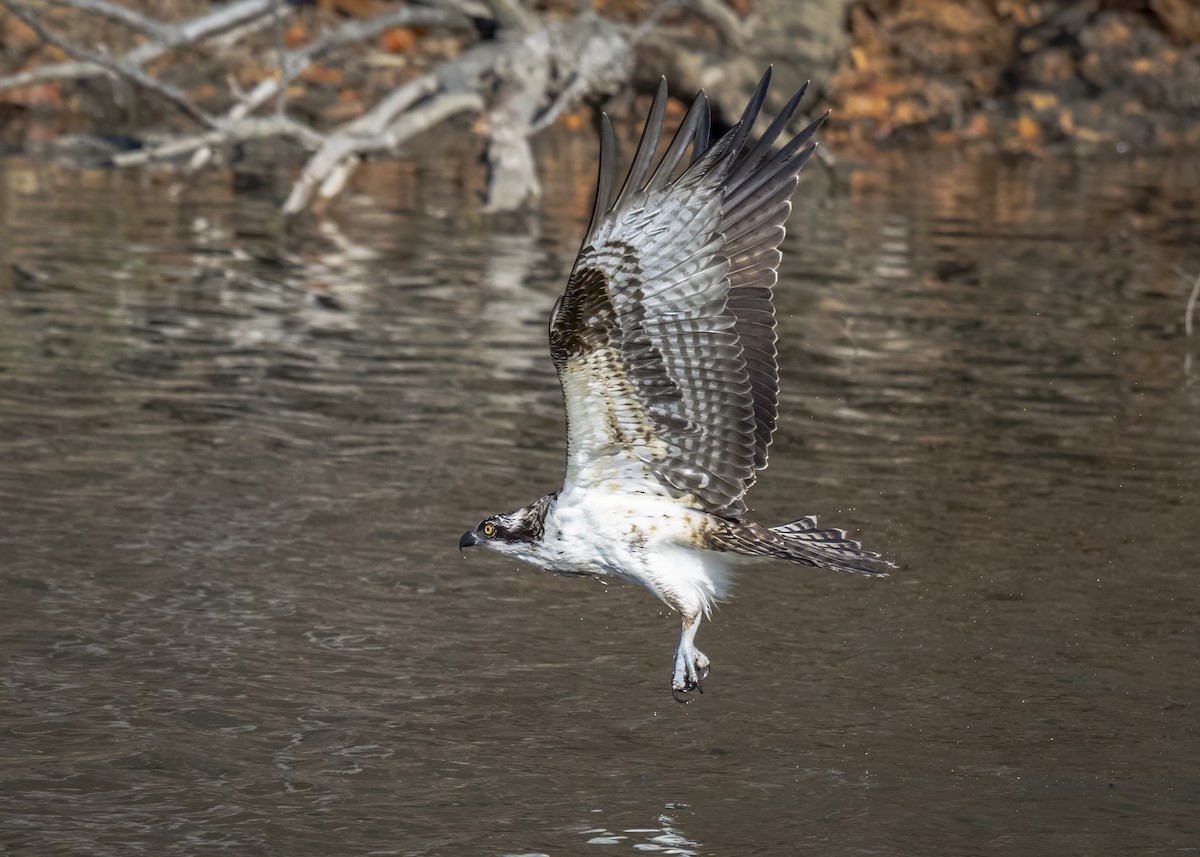 Osprey - ML645672786