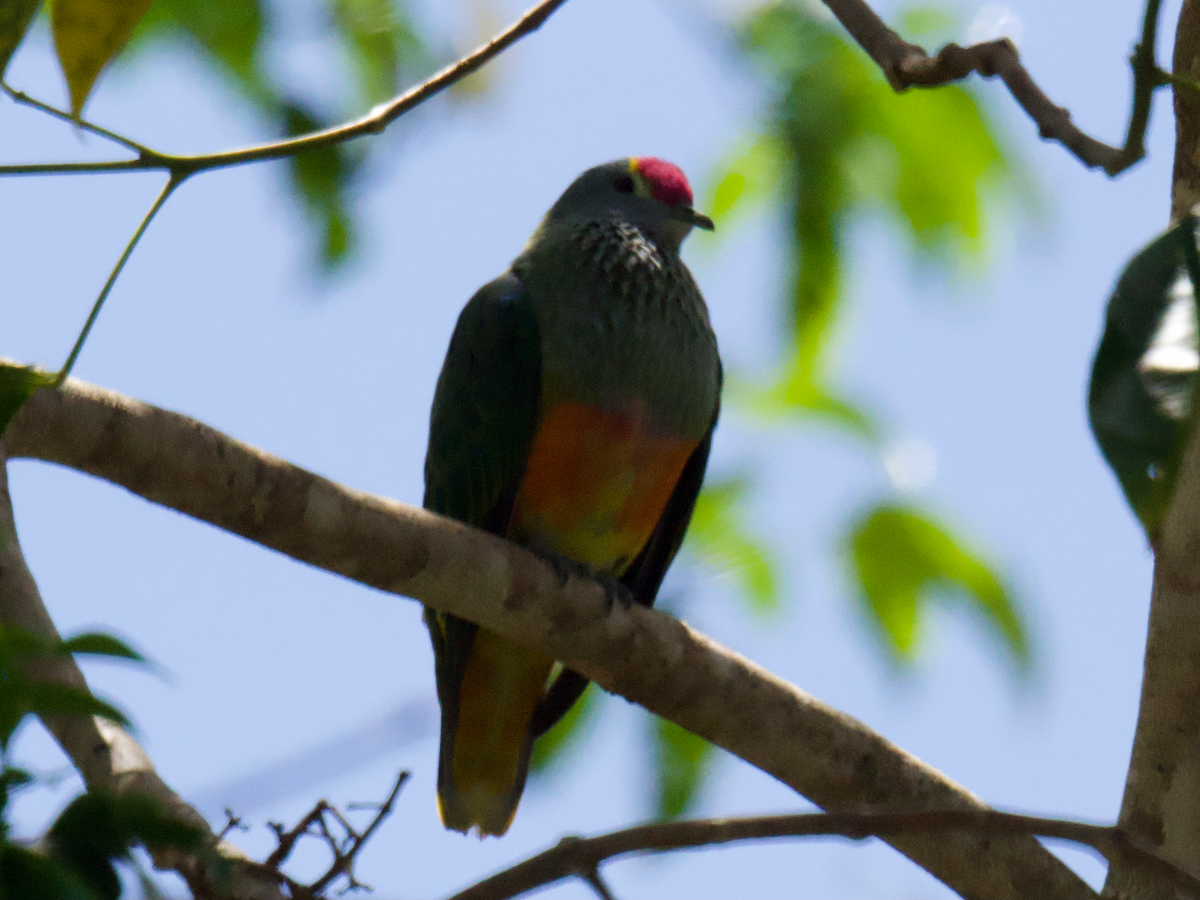 Rose-crowned Fruit-Dove - ML645672789