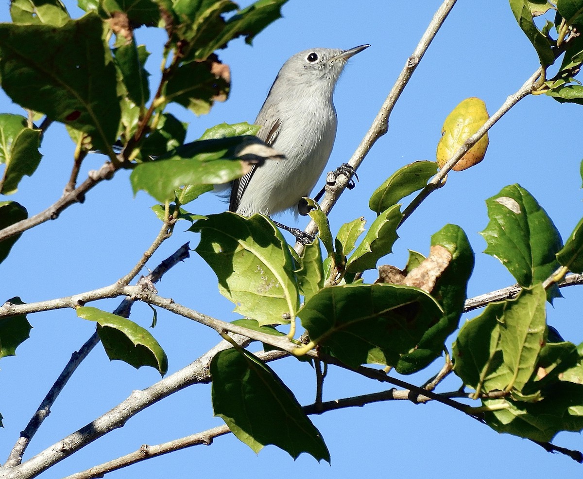 Голубая комароловка - ML645672818