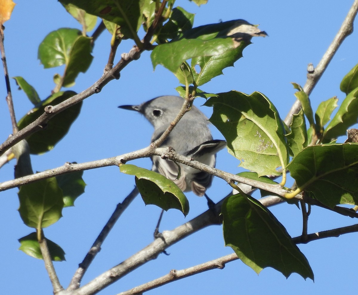 Голубая комароловка - ML645672819