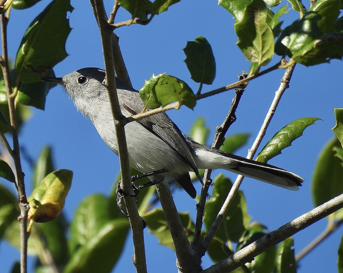 Голубая комароловка - ML645672820