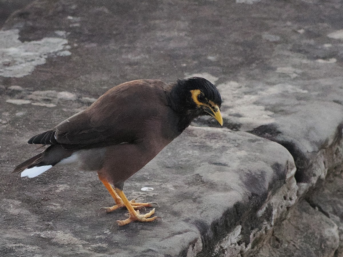 家八哥 - ML645672825