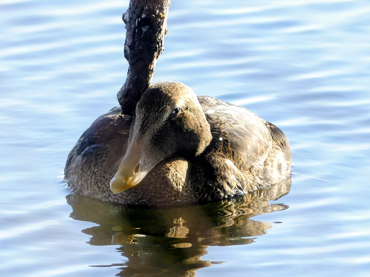 Common Eider (Pacific) - ML645672826