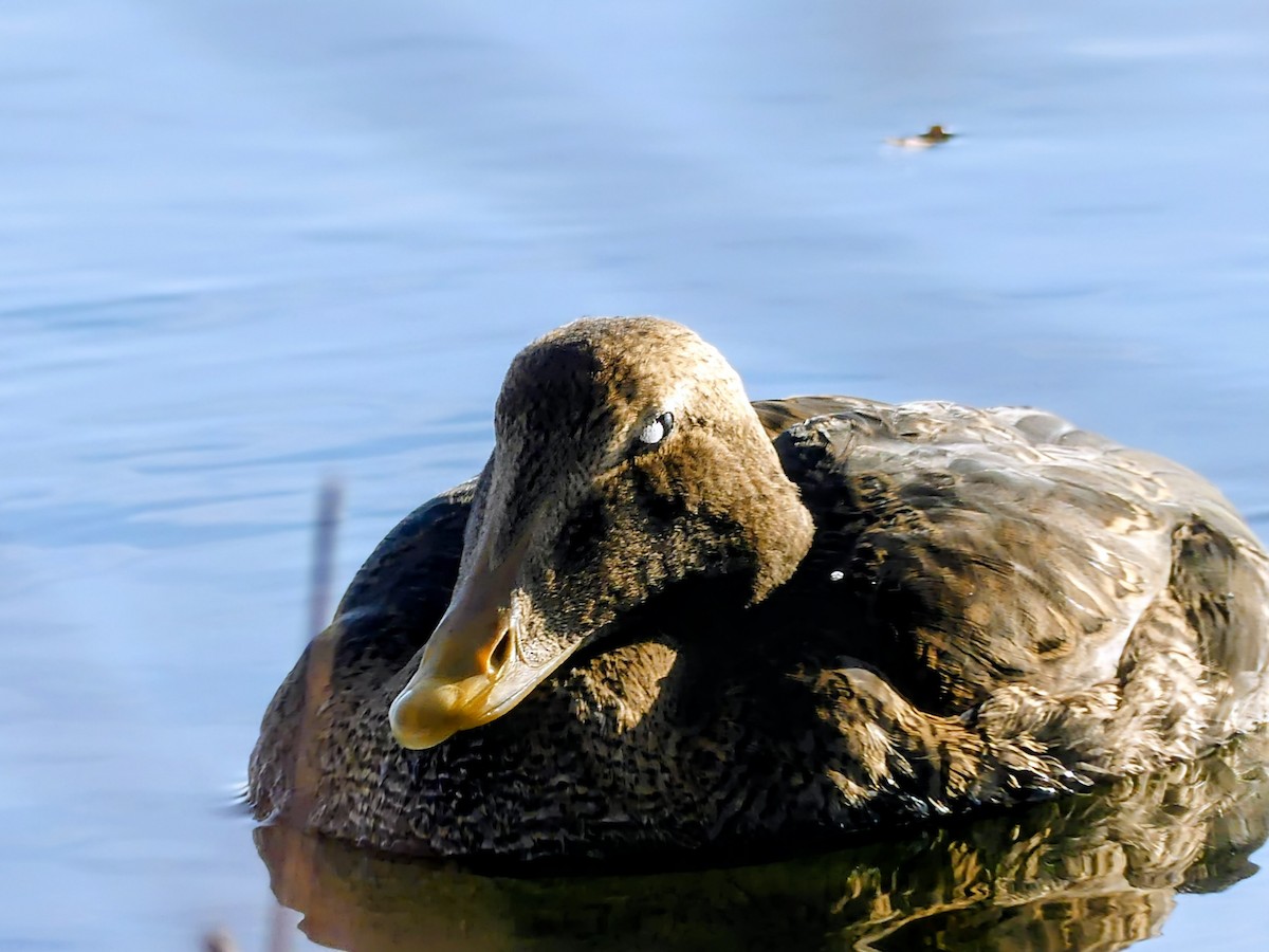 Common Eider (Pacific) - ML645672827