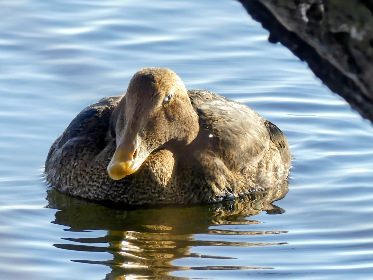 Common Eider (Pacific) - ML645672828