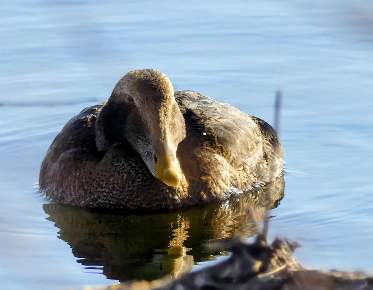 Common Eider (Pacific) - ML645672829