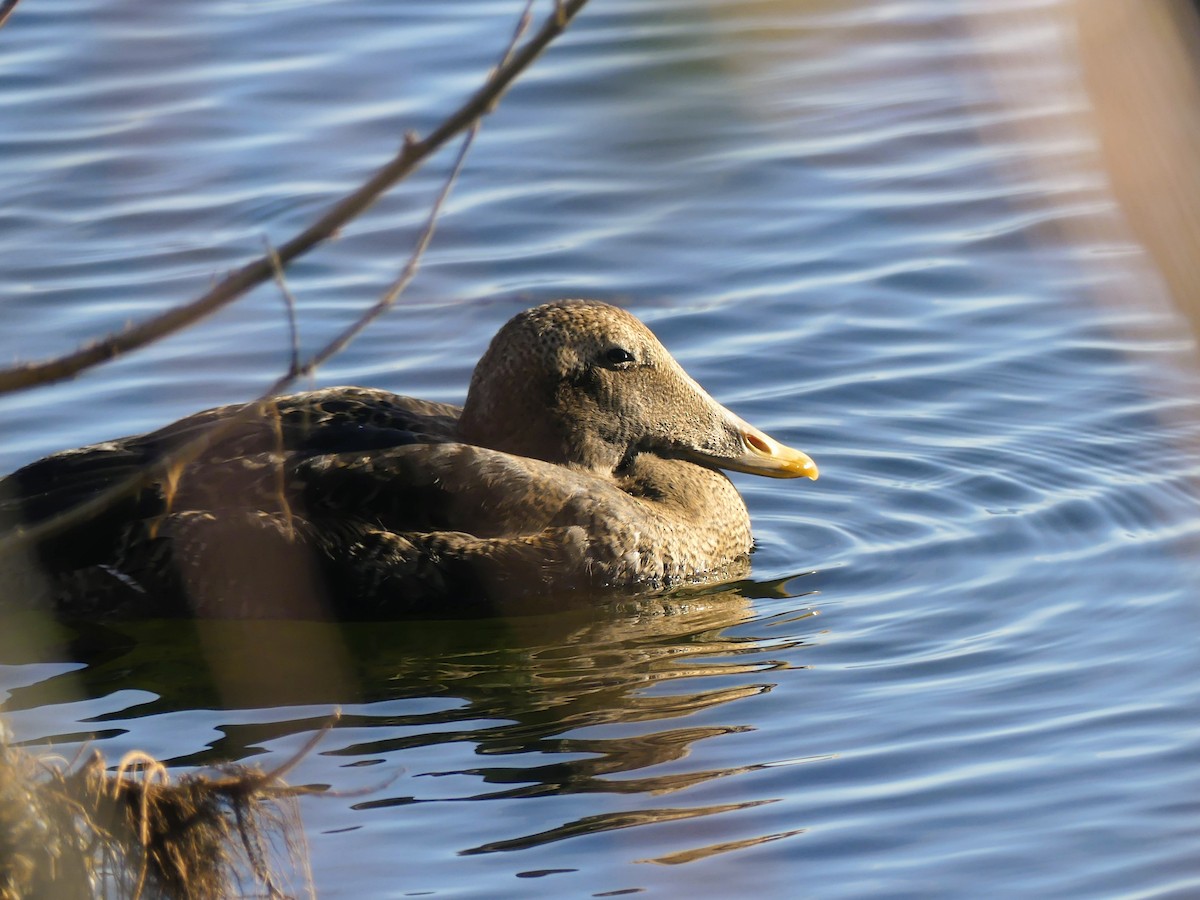 Common Eider (Pacific) - ML645672830