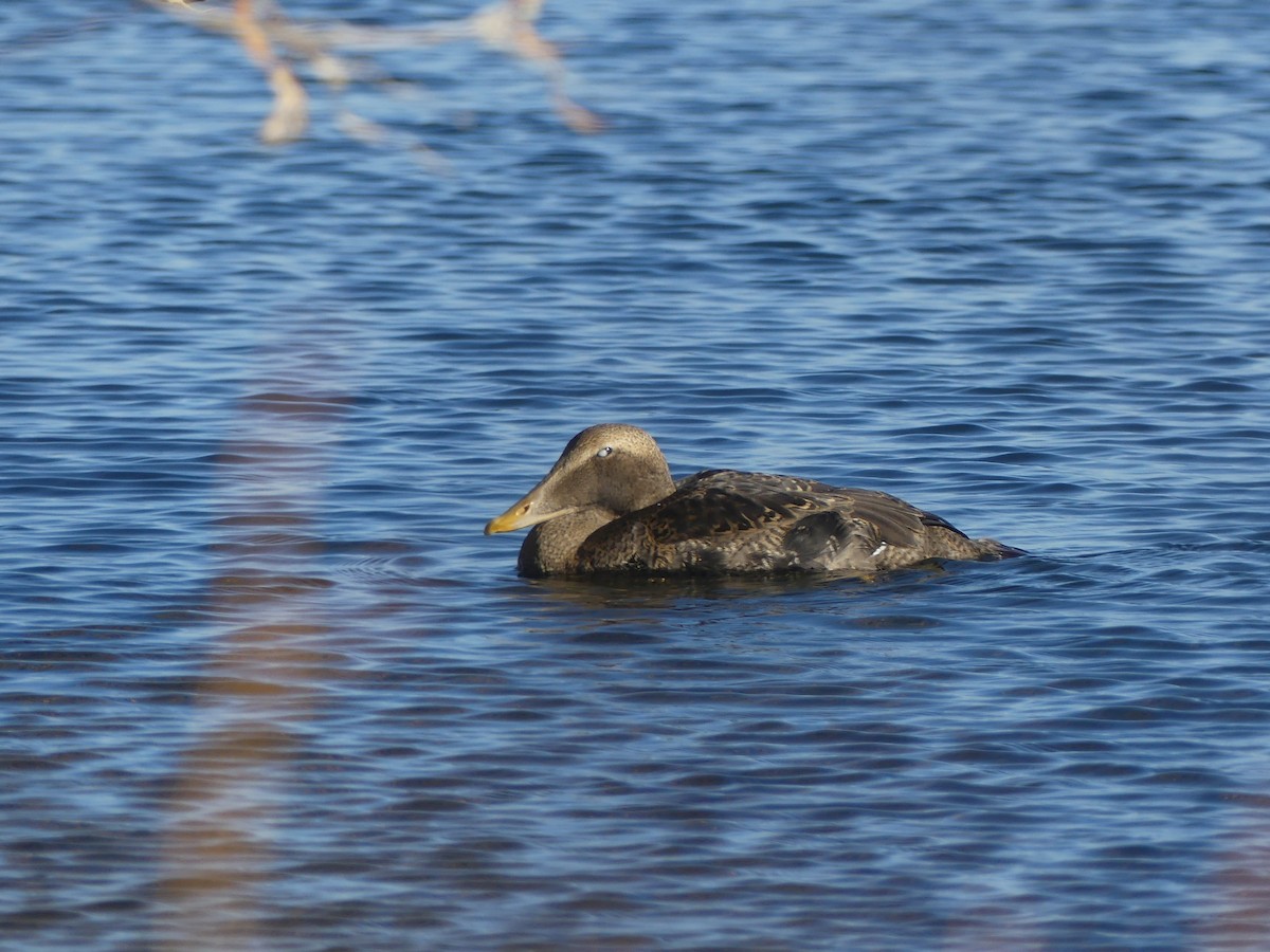 Common Eider (Pacific) - ML645672831