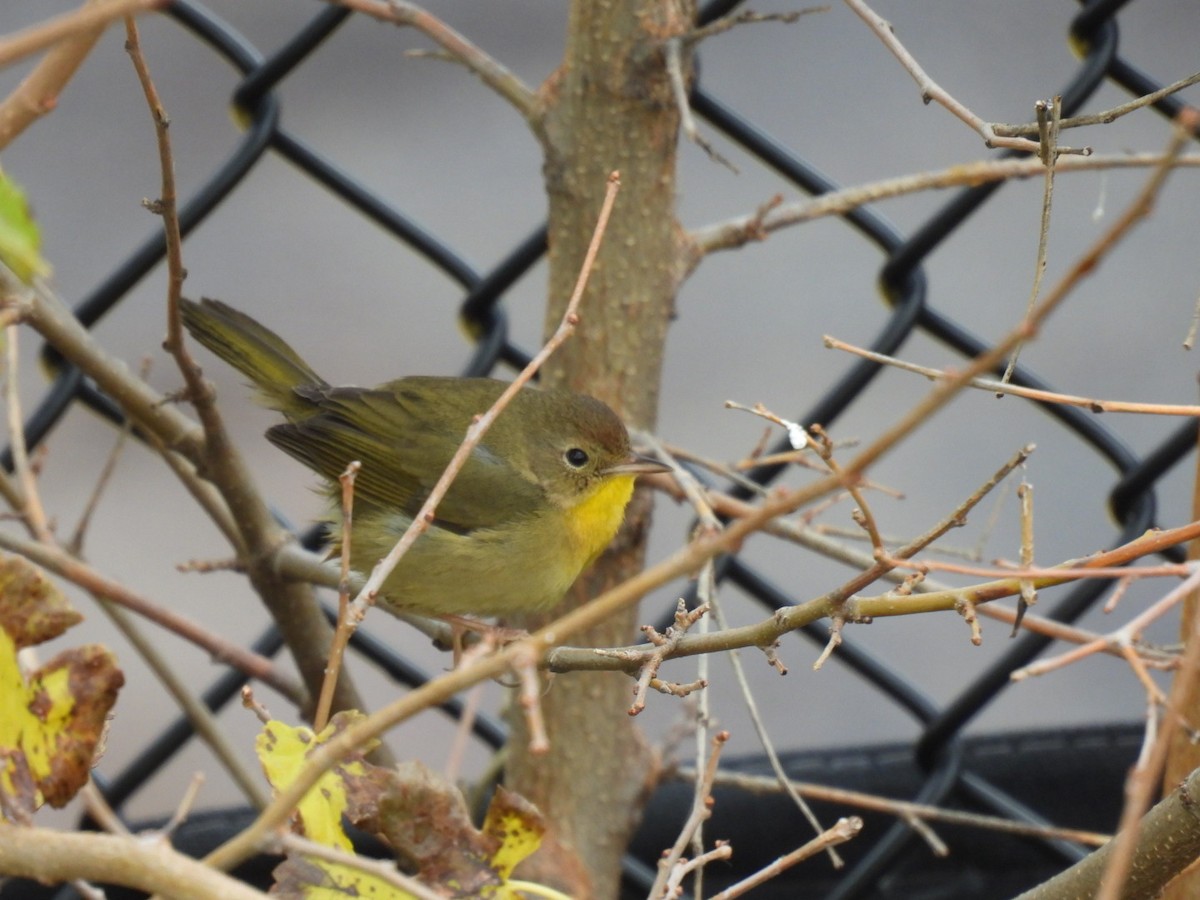 Common Yellowthroat - ML645672835