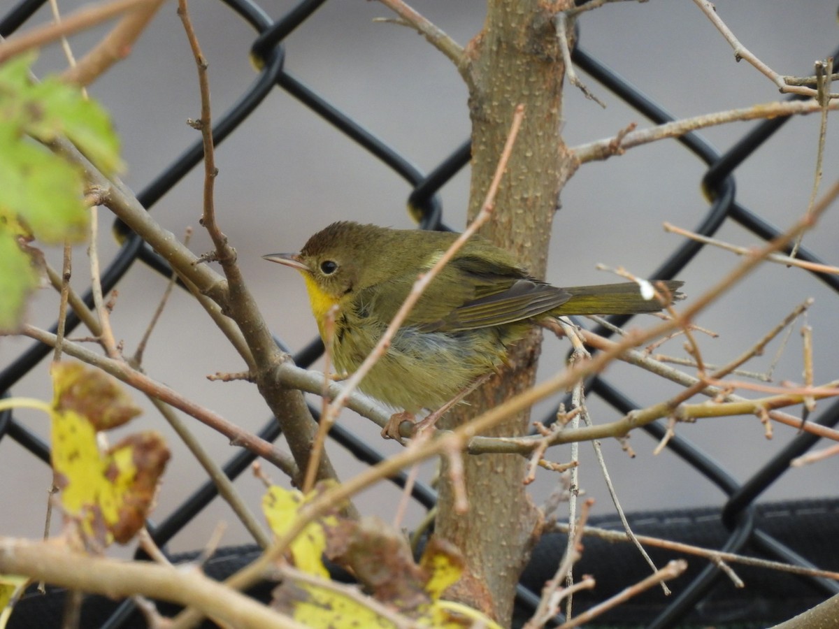 Common Yellowthroat - ML645672836