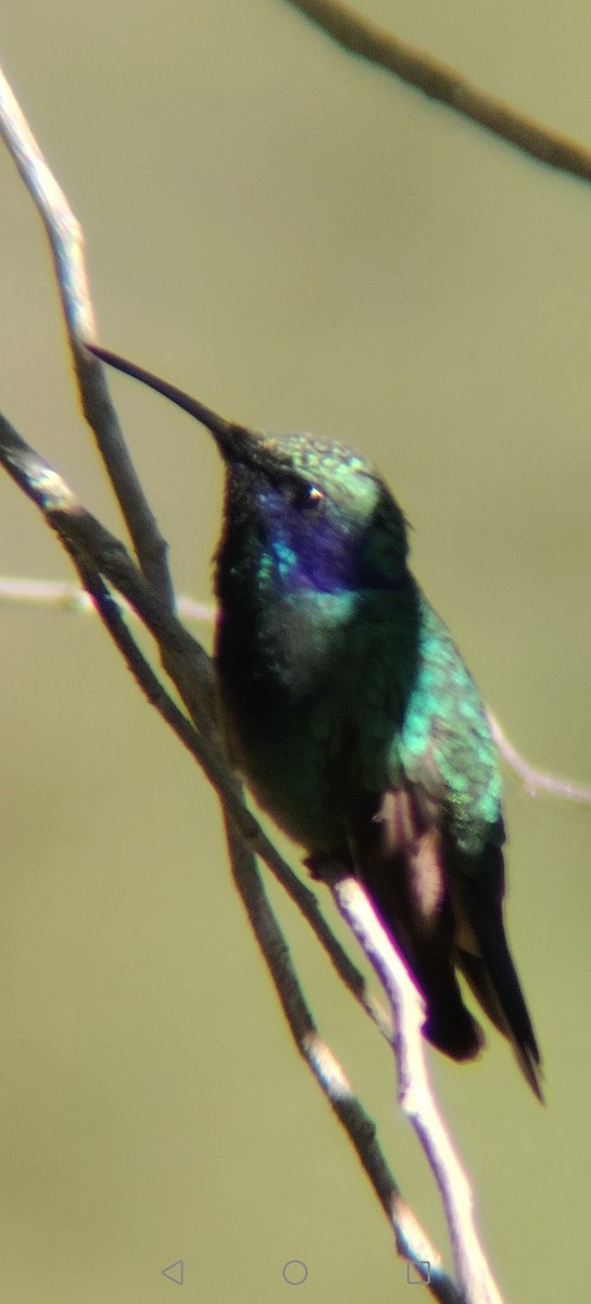 Colibri thalassin - ML645672838