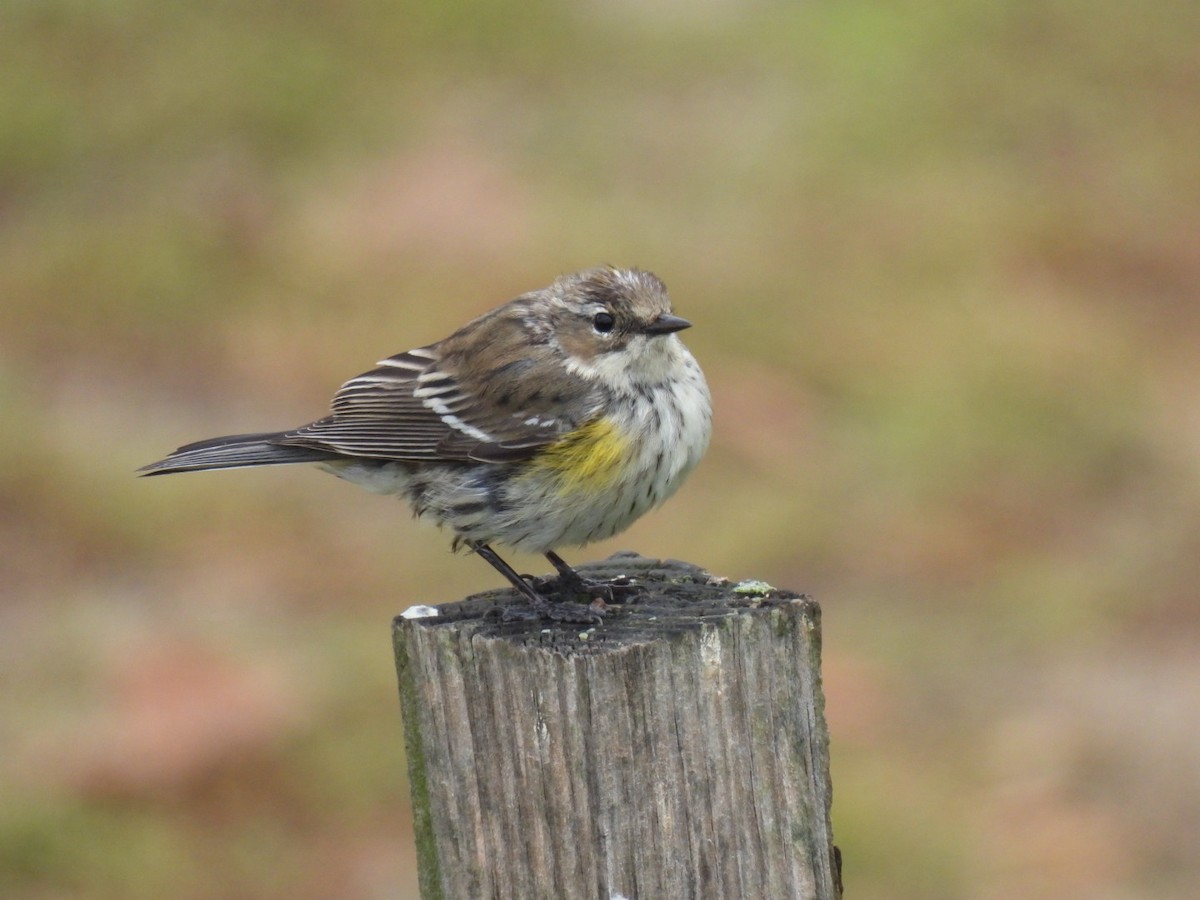 Yellow-rumped Warbler - ML645672844
