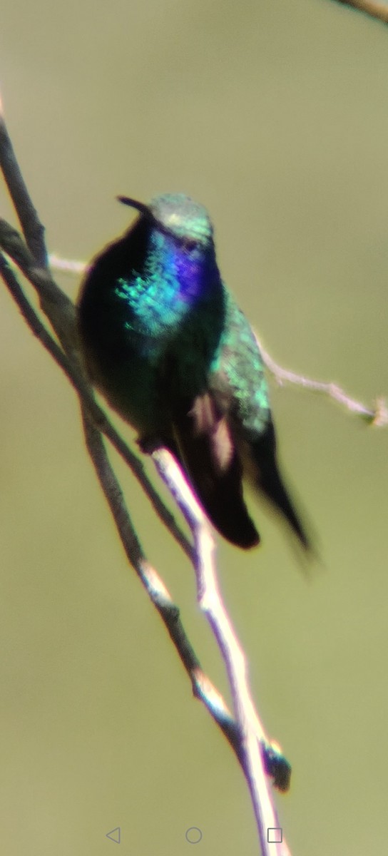 Colibri thalassin - ML645672846