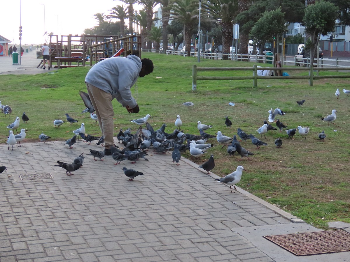 Kaya Güvercini (evcil tip) - ML645672848