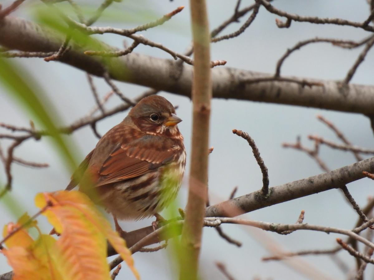 Fox Sparrow - ML645672850