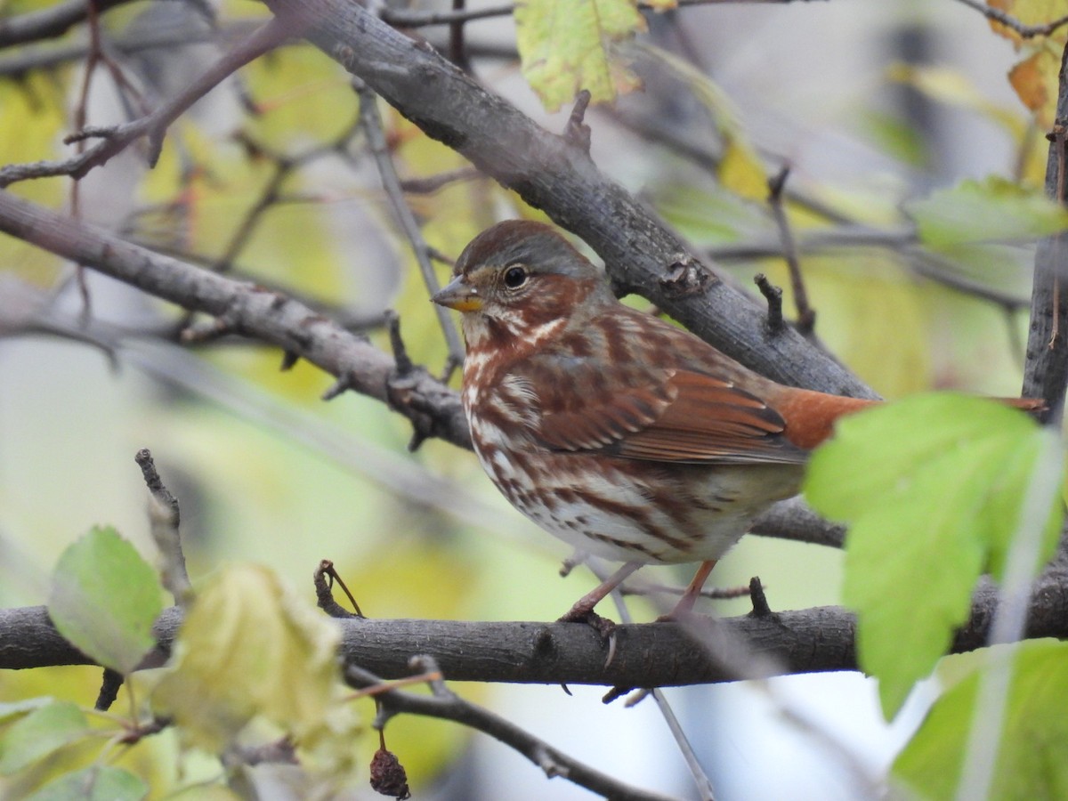 Fox Sparrow - ML645672851