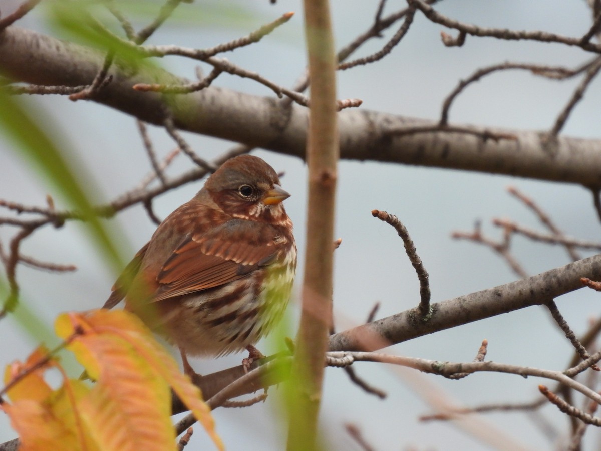 Fox Sparrow - ML645672852