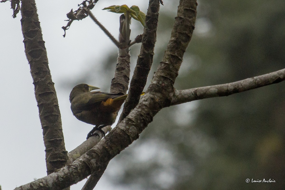 Dusky-green Oropendola - ML645672867