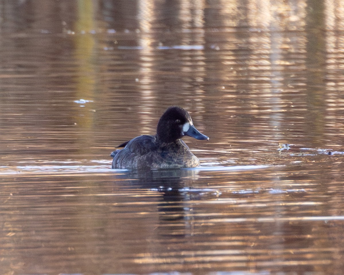 小斑背潛鴨 - ML645672892