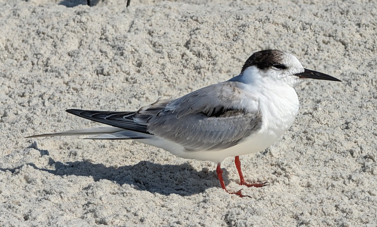 Речная крачка - ML645672895