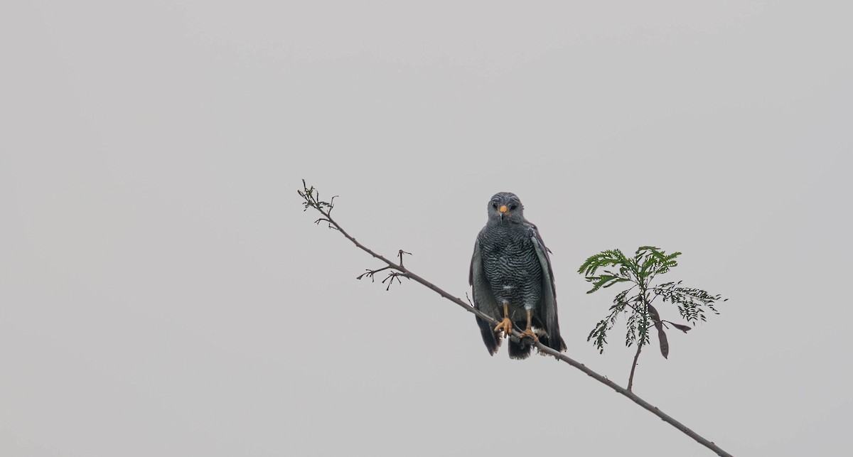 Gray Hawk - ML645672901