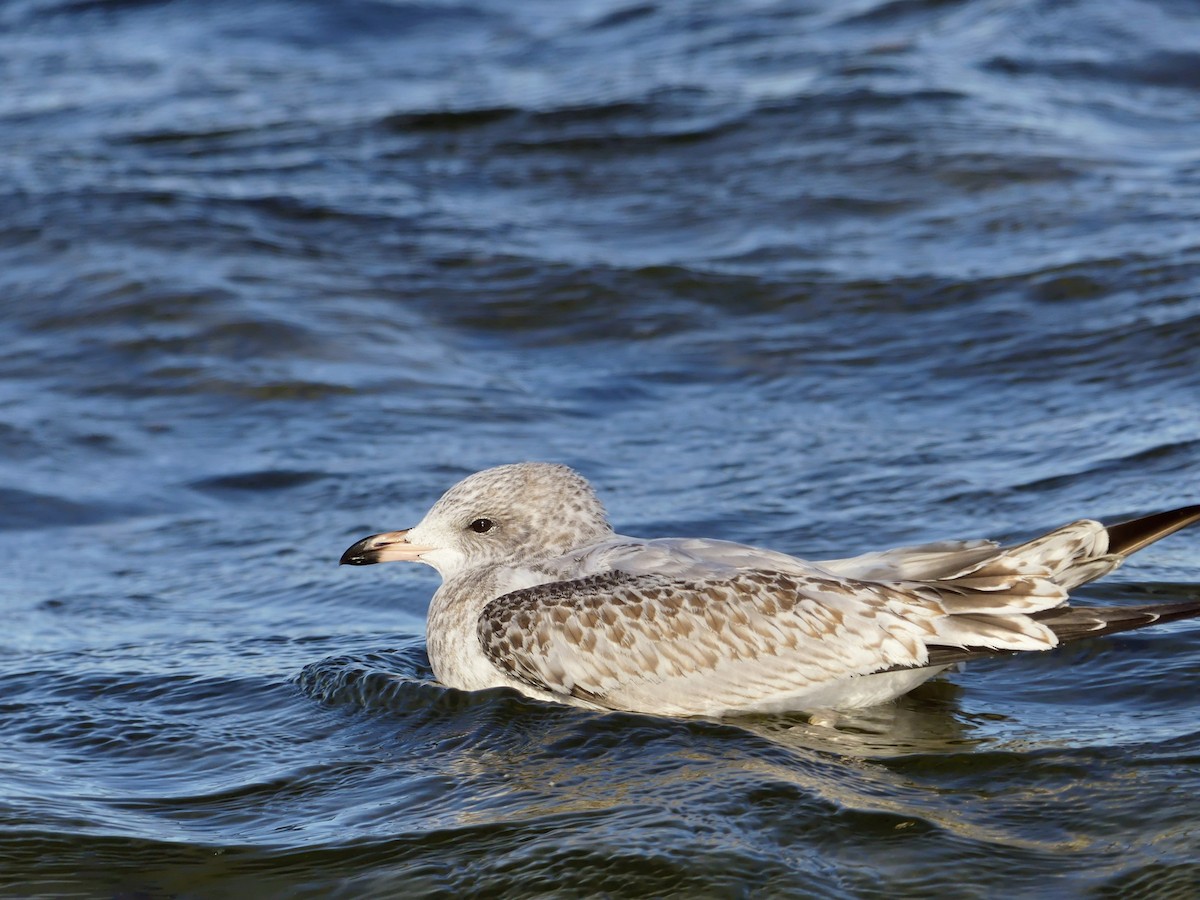 Ring-billed Gull - ML645672905