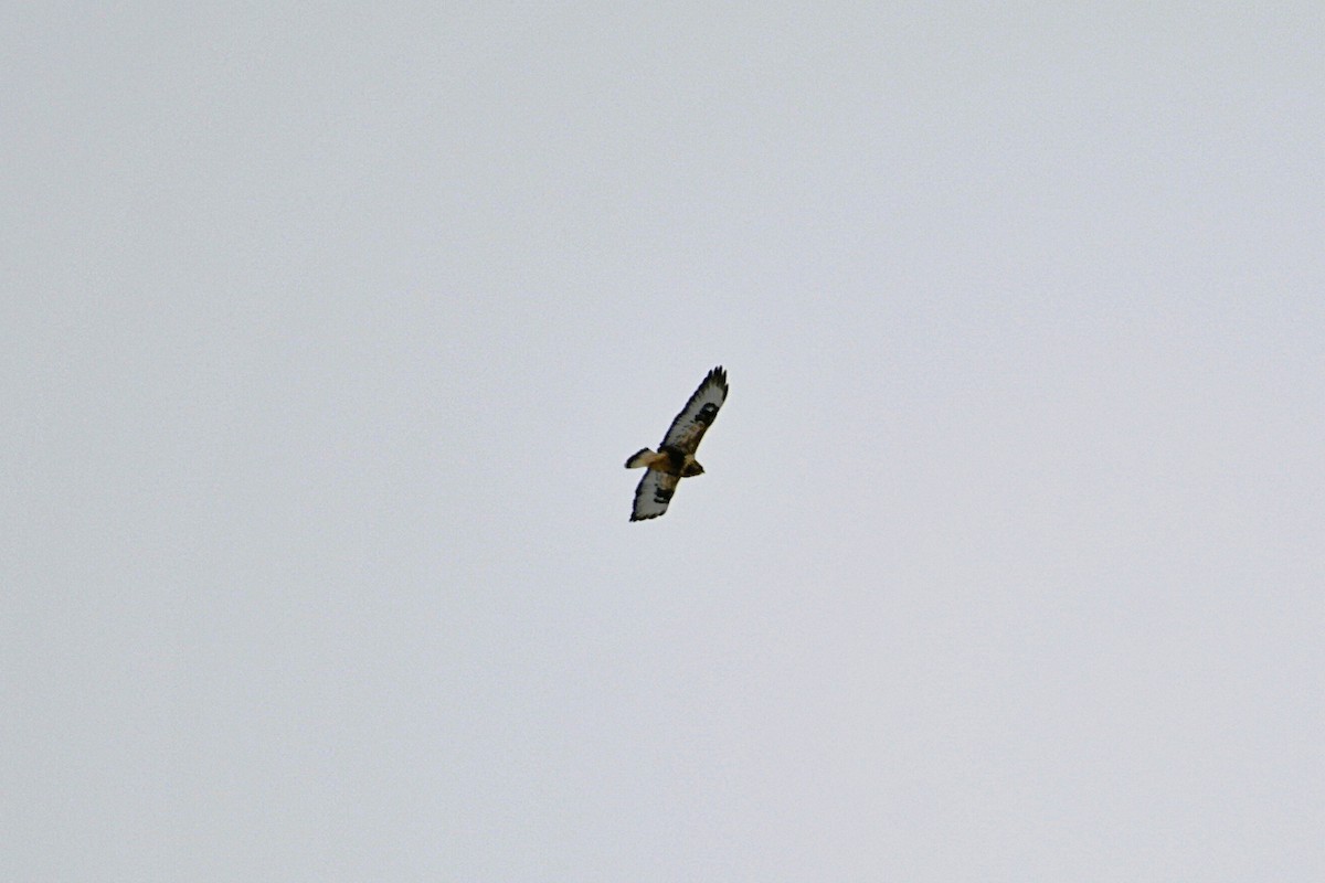 Rough-legged Hawk - ML645672911