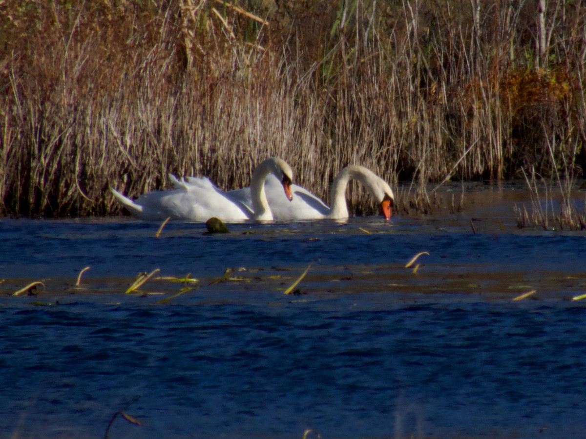 Mute Swan - ML645672912