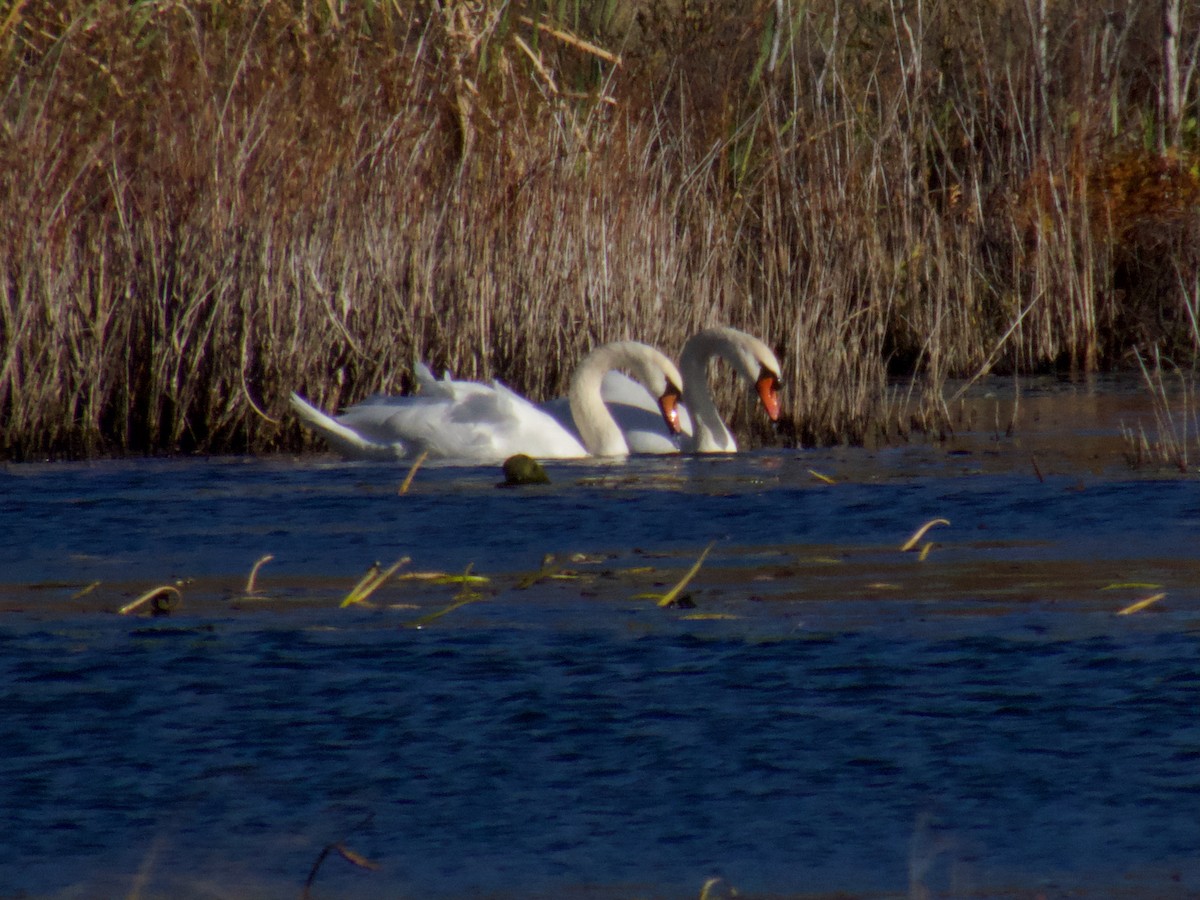 Mute Swan - ML645672913