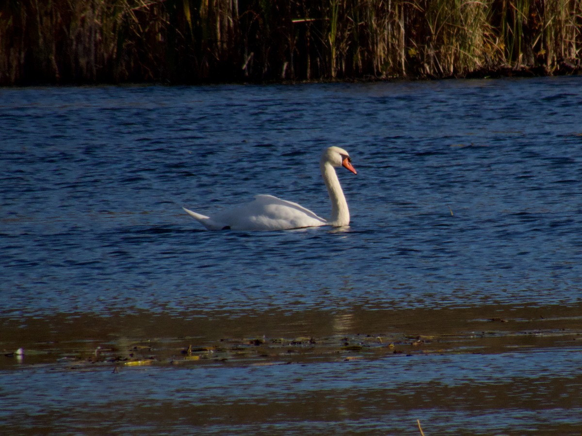 Mute Swan - ML645672914