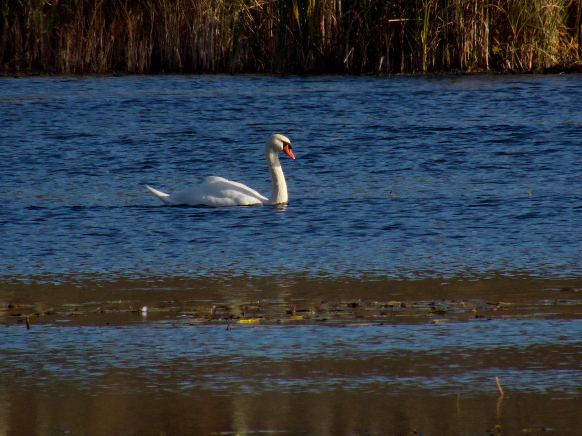 Mute Swan - ML645672915